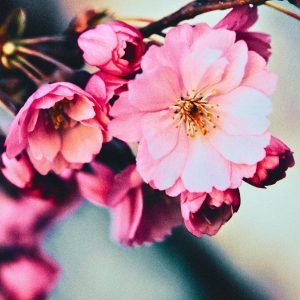 Zen Retreat – Playlist and Links